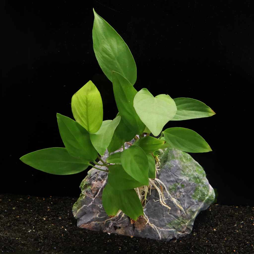 Anubias Hastifolia Aquatic Plant for Aquariums