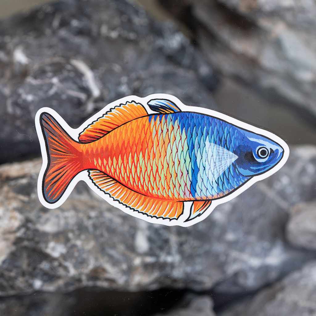 Boesemani Rainbow Fish Vinyl Sticker