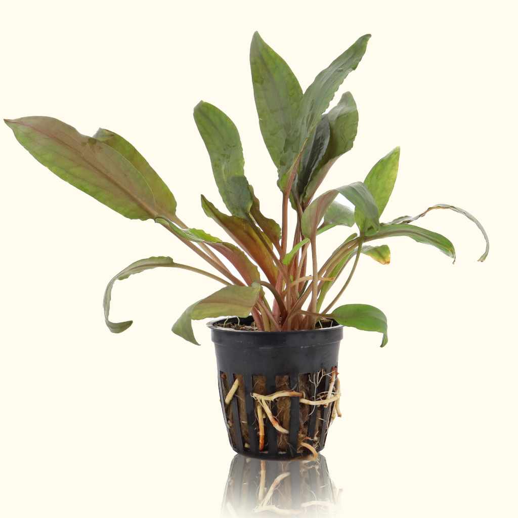 Cryptocoryne Undulata Aquarium Plant