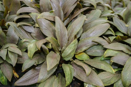 Cryptocoryne Undulata Aquarium Plant
