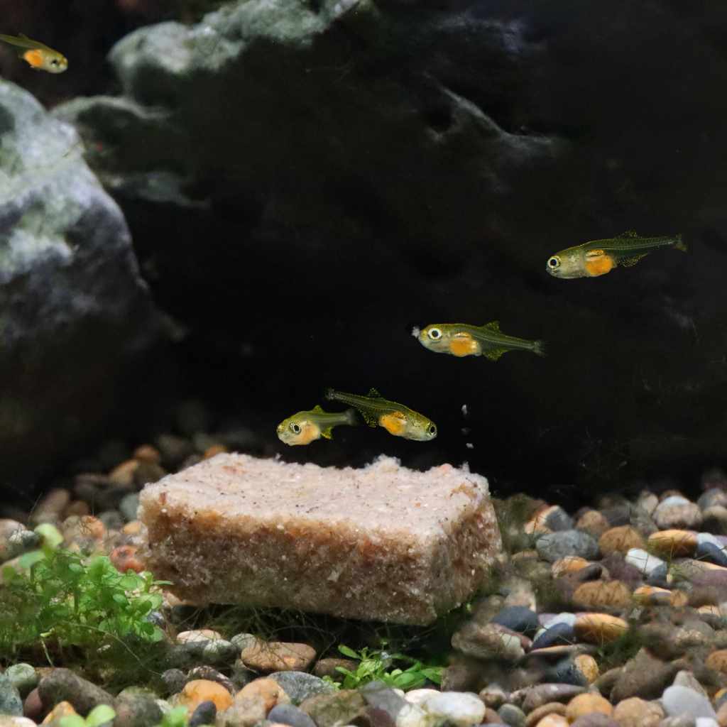 Repashy Fish Fry Growth Formula