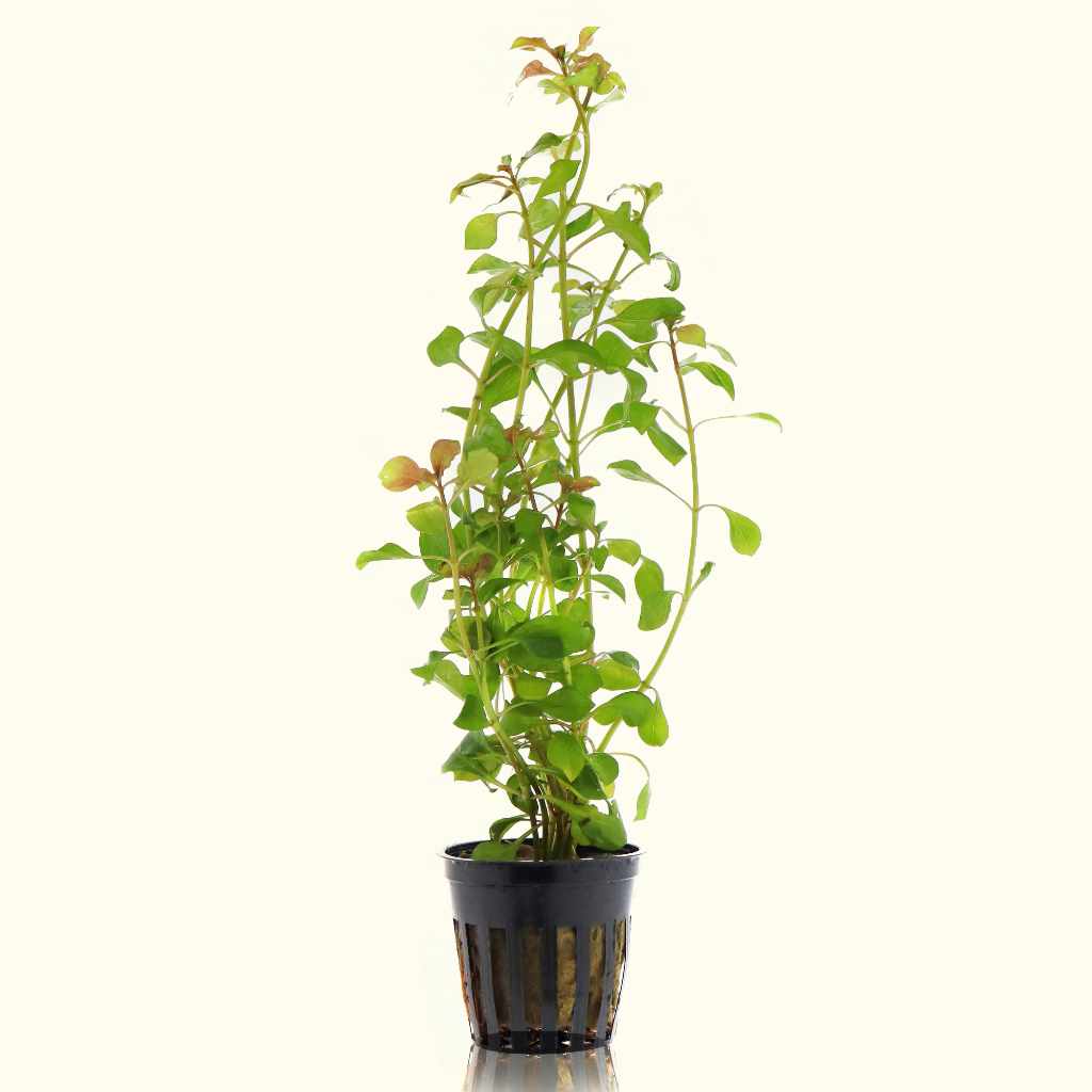 Red Ludwigia Repens Aquarium Plant