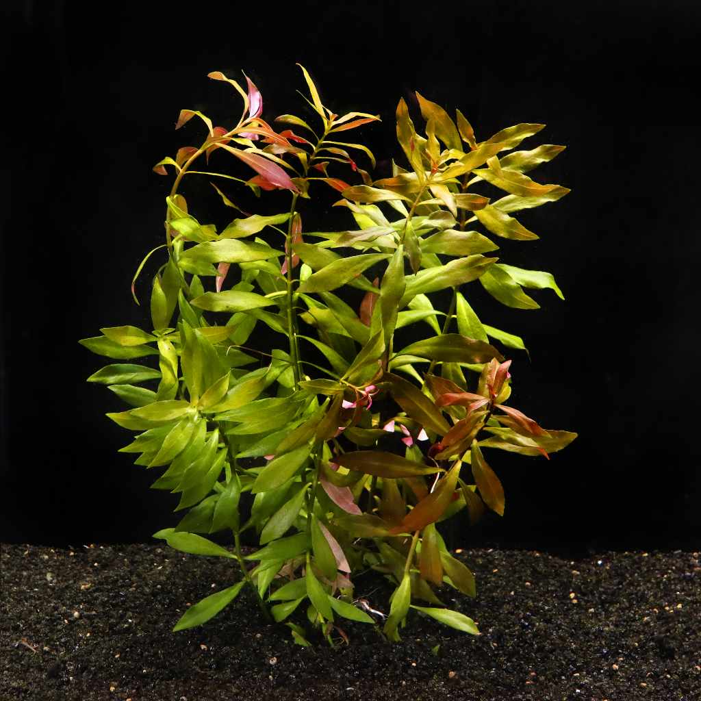 Red Ludwigia Repens Aquarium Plant