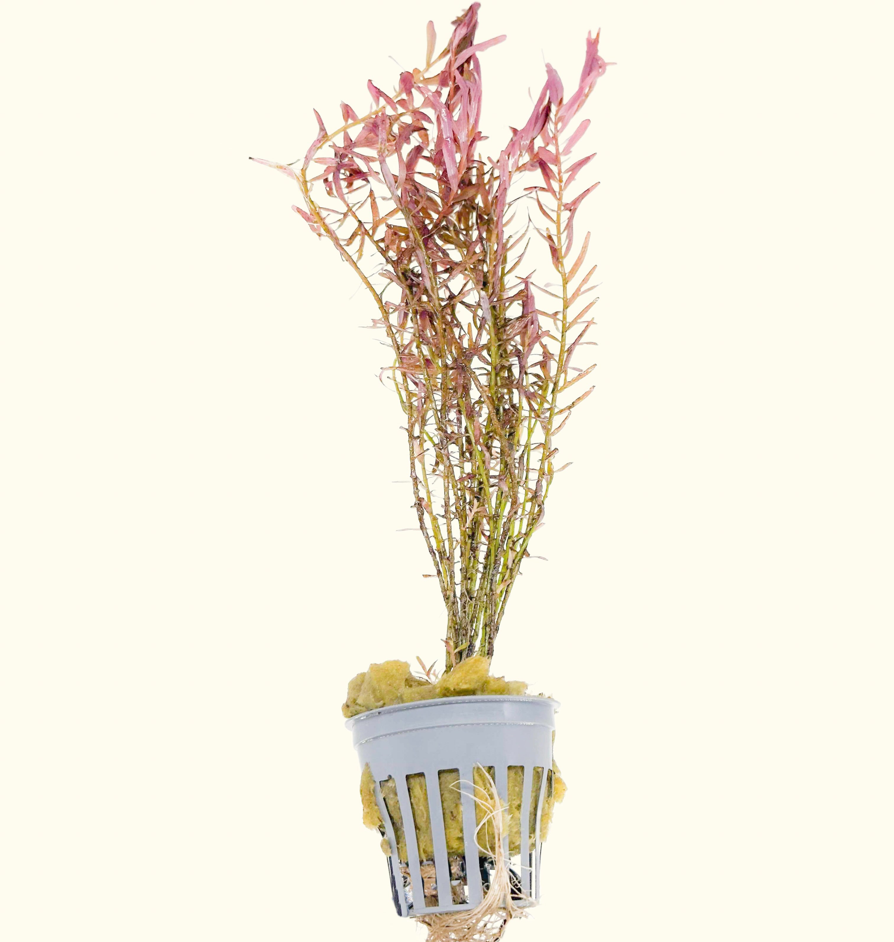 Rotala H'ra Live Aquarium Plant for Aquascaping