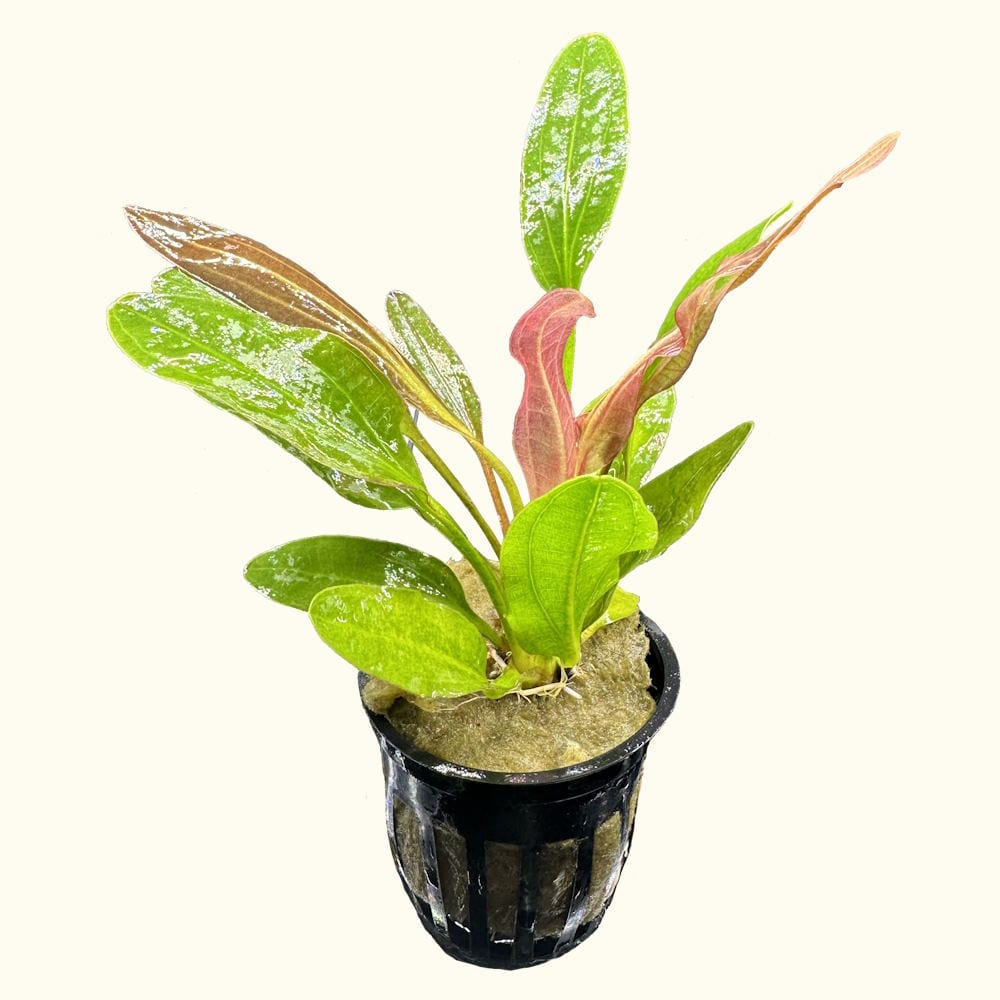 Red Rubin Sword for Aquatic Plant Tanks