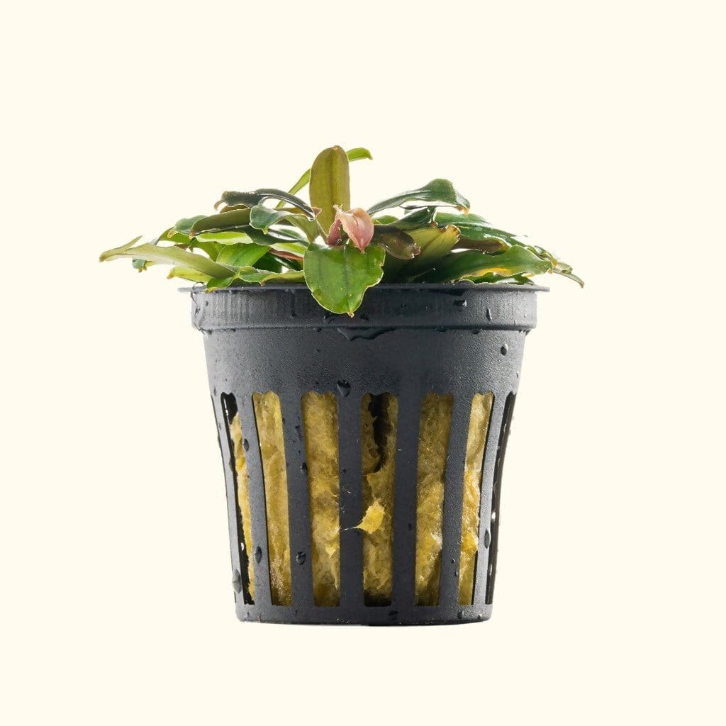 Bucephalandra Black Pearl Aquarium Plant