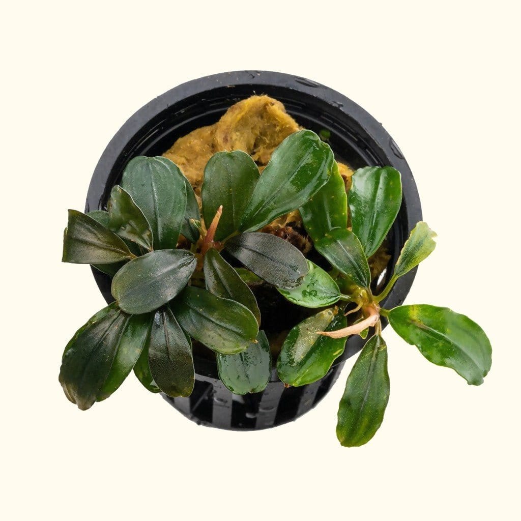 Bucephalandra Black Pearl Aquarium Plant