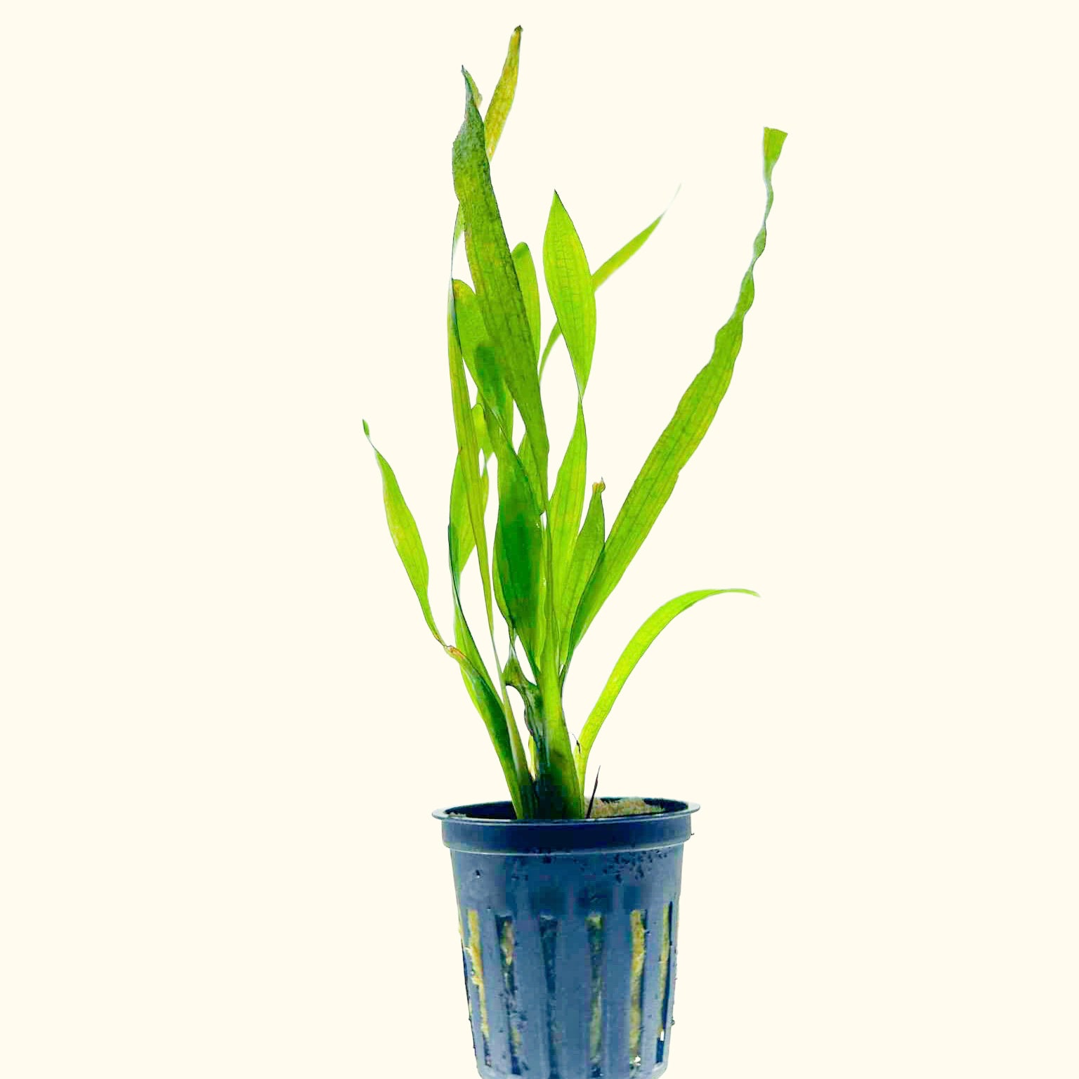 Vallisneria Corkscrew Aquarium Plant