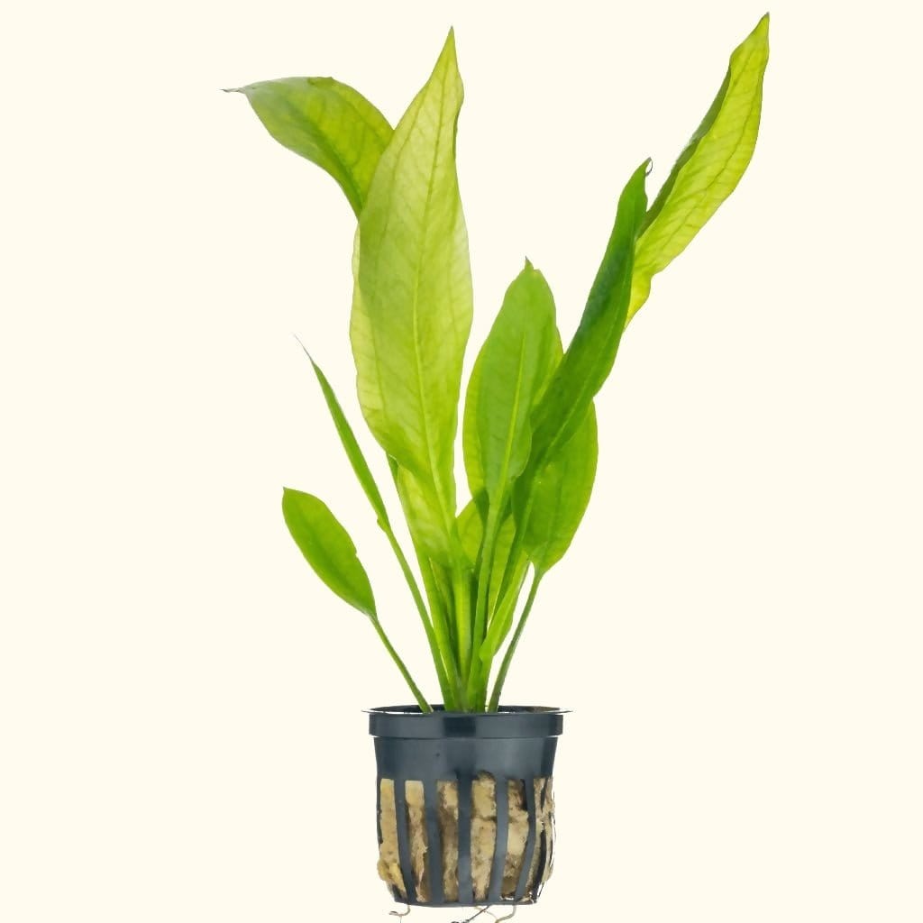 Amazon Sword Live Aquarium Plant for Fish Tanks