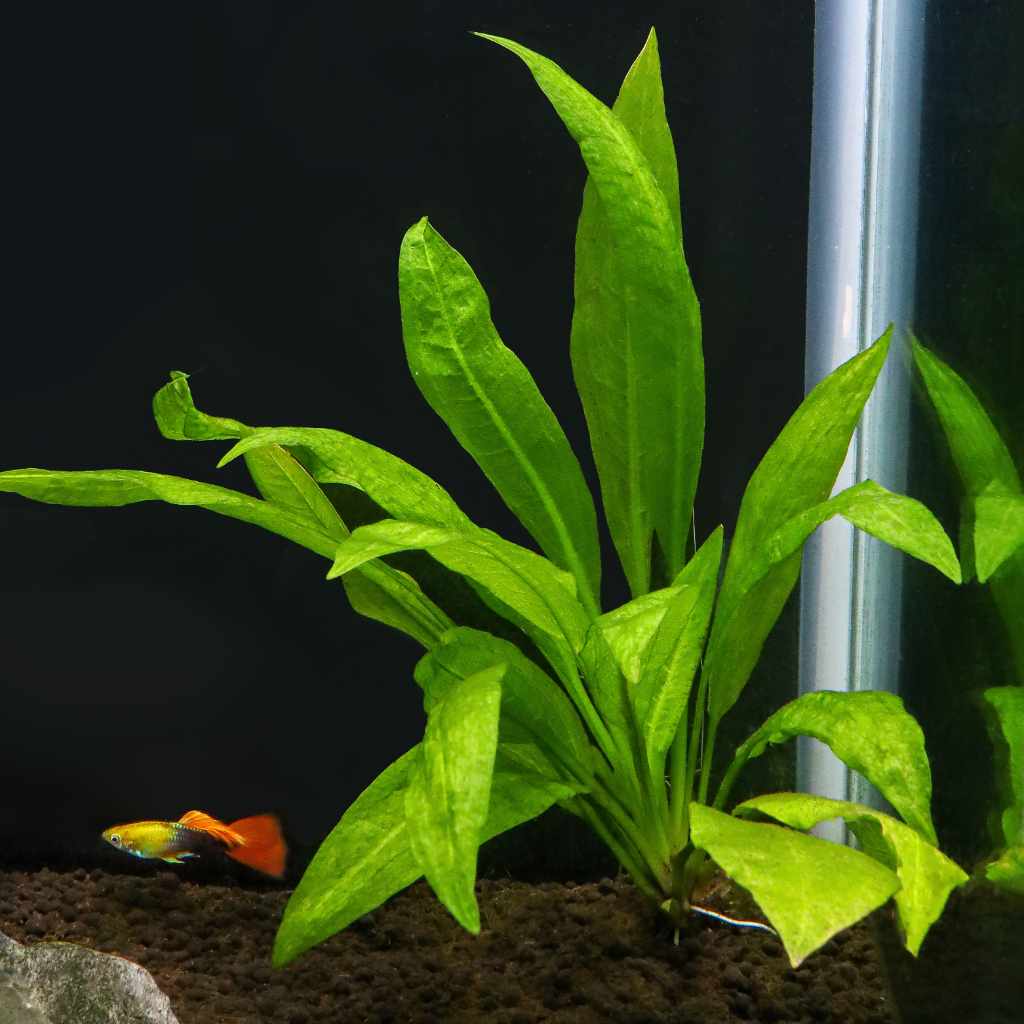 Amazon Sword Live Aquarium Plant for Fish Tanks