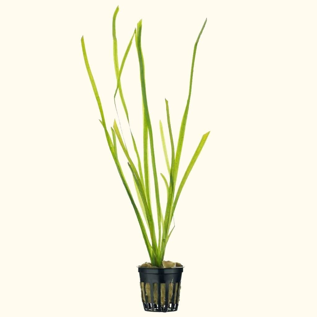 Vallisneria Aquatic Plants for Freshwater Aquariums