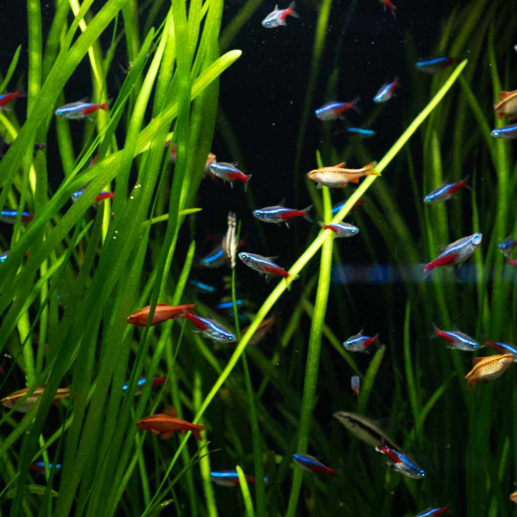 Vallisneria Aquatic Plants for Freshwater Aquariums
