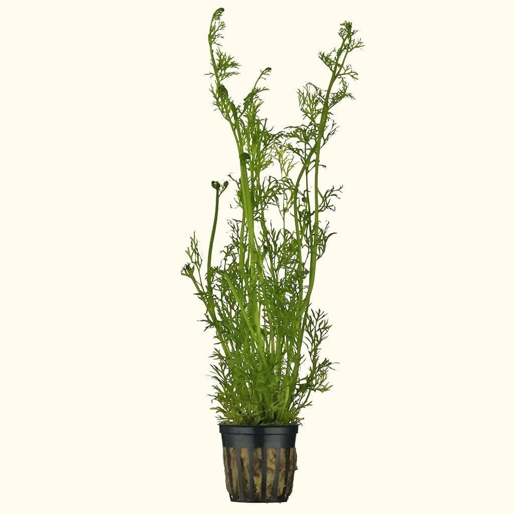 Water Sprite Aquatic Plant for Aquariums