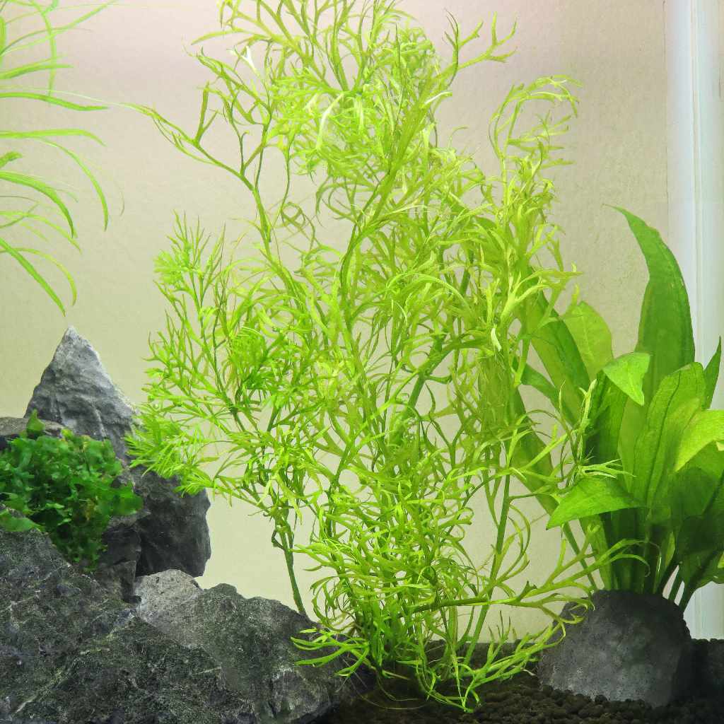 Water Sprite Aquatic Plant for Aquariums