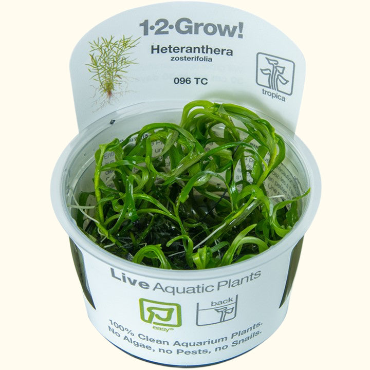 Star Grass Aquatic Plant (Tissue Culture)