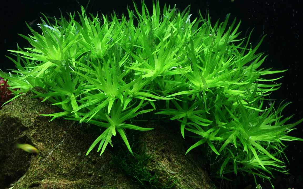 Star Grass Aquatic Plant (Tissue Culture)