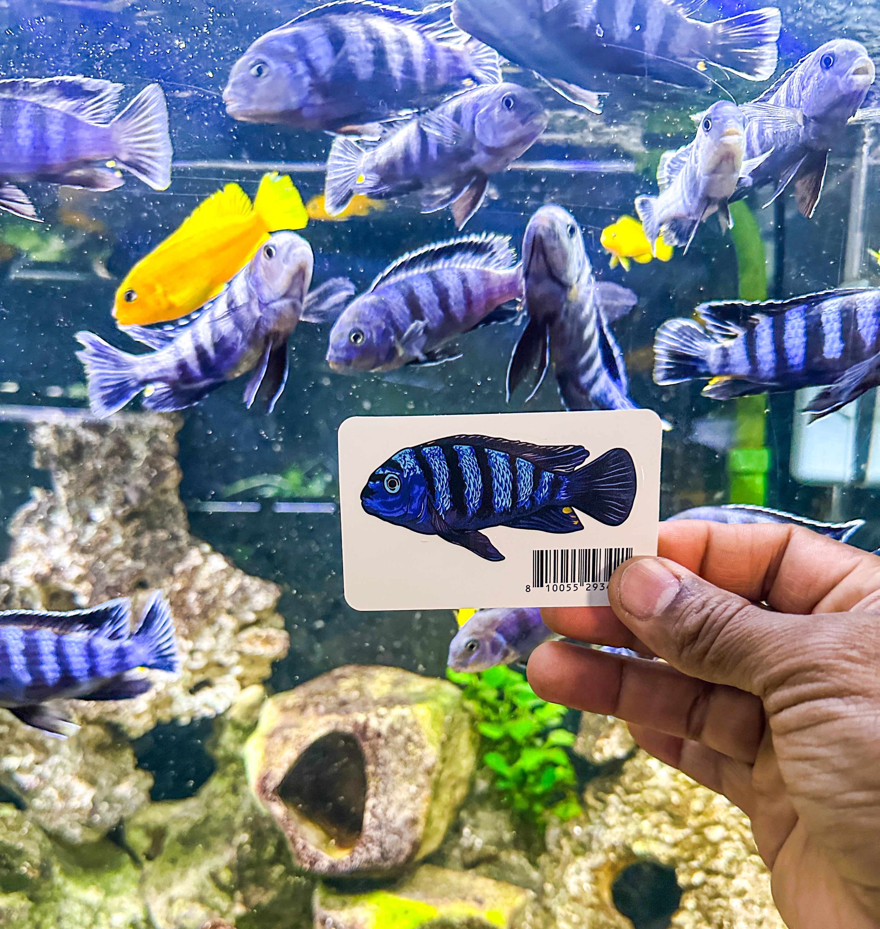 Saulosi Cichlid Aquarium Decal Sticker