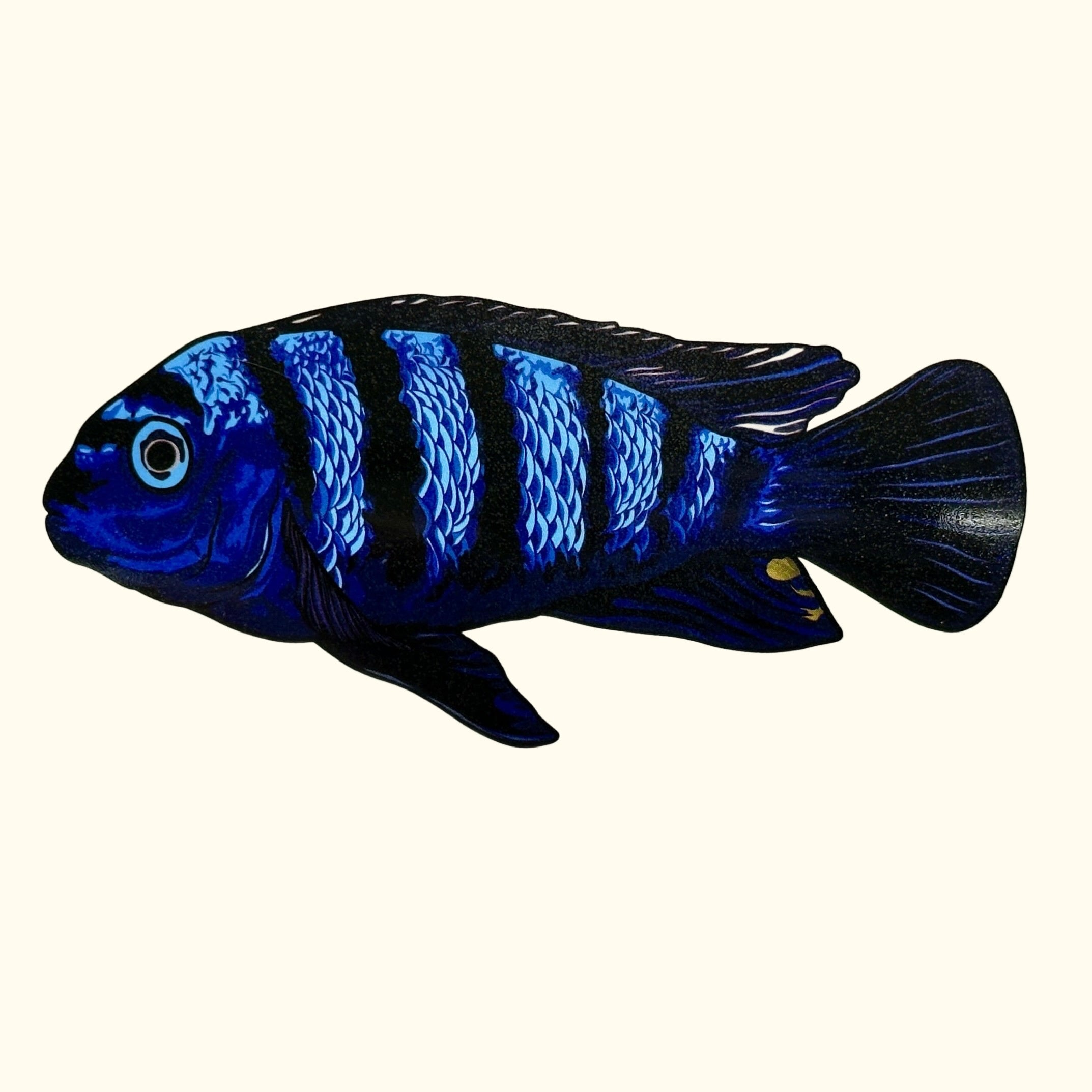 Saulosi Cichlid Aquarium Decal Sticker