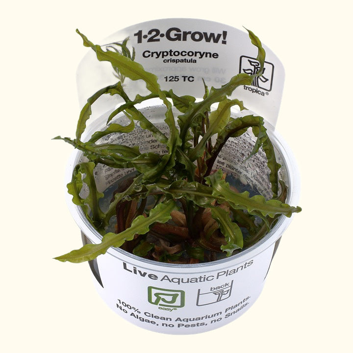 Crispatula Cryptocoryne Live Aquarium Plant