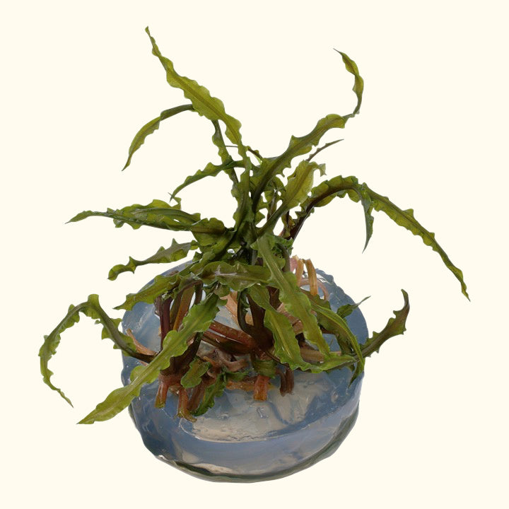 Crispatula Cryptocoryne Live Aquarium Plant