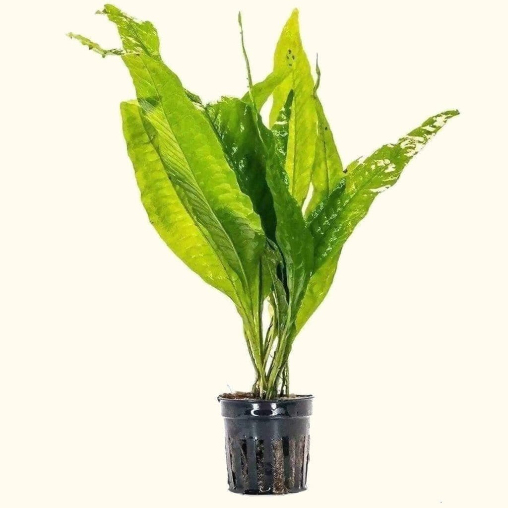 Java Fern Aquatic Plant for Aquariums