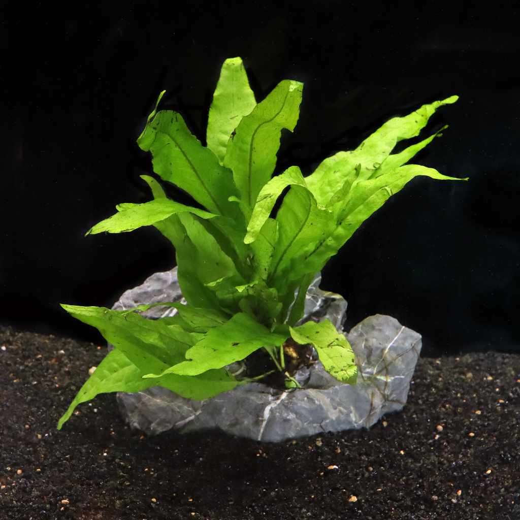 Java Fern Aquatic Plant for Aquariums