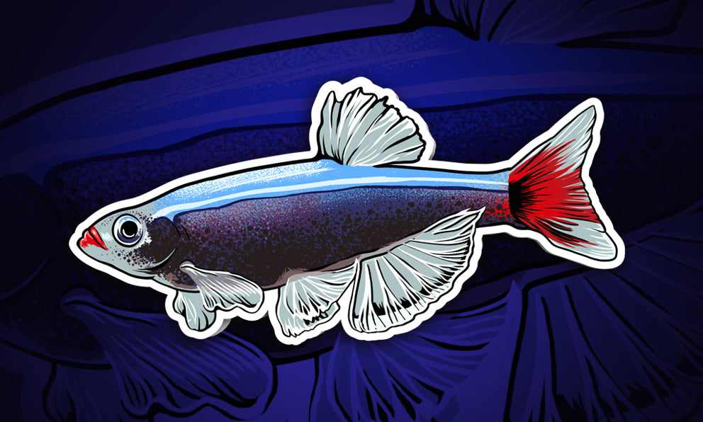 413-white-cloud-minnow-fish-sticker-decal-1.jpg White Cloud Minnow Fish Sticker Decal