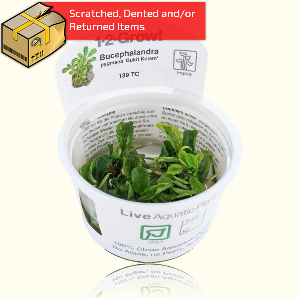 Bucephalandra 'Bukit Kelam' Tissue Culture Aquatic Plant