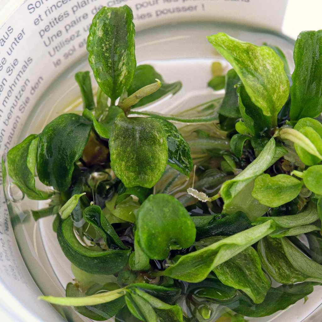 Bucephalandra 'Bukit Kelam' Tissue Culture Aquatic Plant