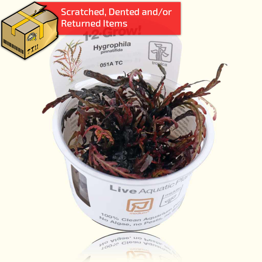 Hygrophila Pinnatifida Live Aquarium Plant