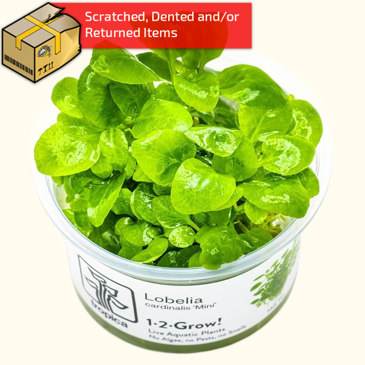 Cardinal Flower 'Mini' Live Aquatic Plant