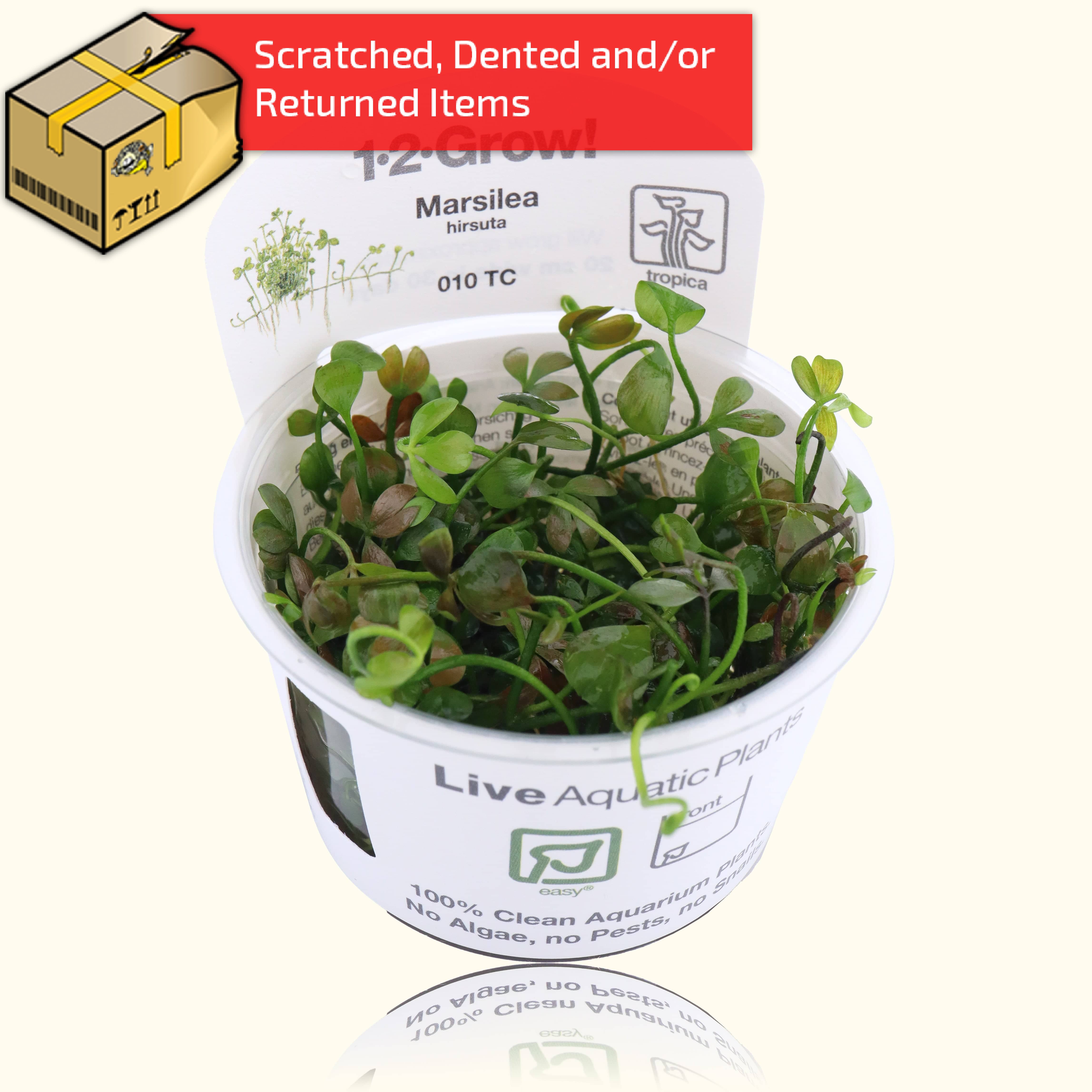 Marsilea Hirsuta Live Aquarium Plant Tissue Culture