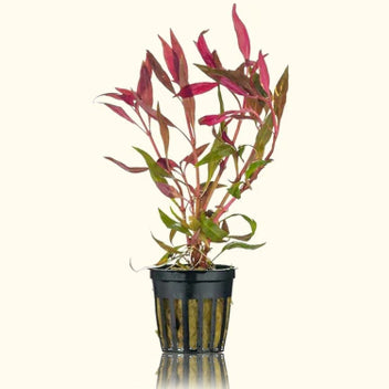 Scarlet Temple Plant for Aquariums