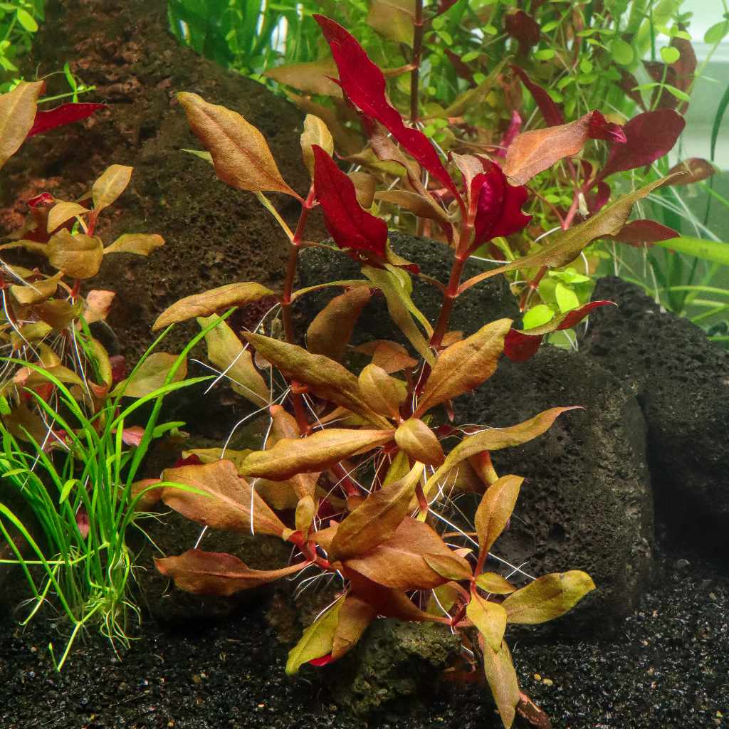 Scarlet Temple Plant for Aquariums