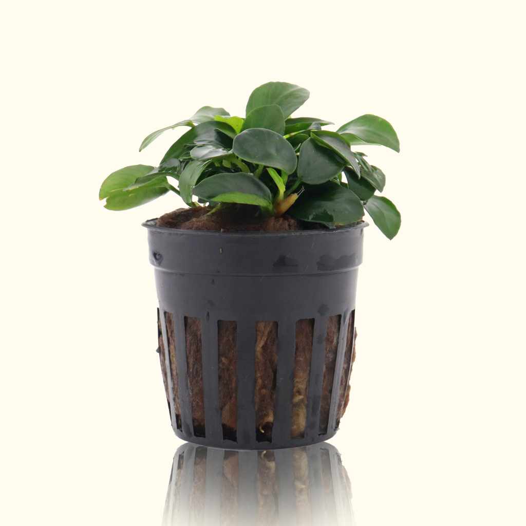 Anubias Nana Petite Aquatic Plant for Aquariums