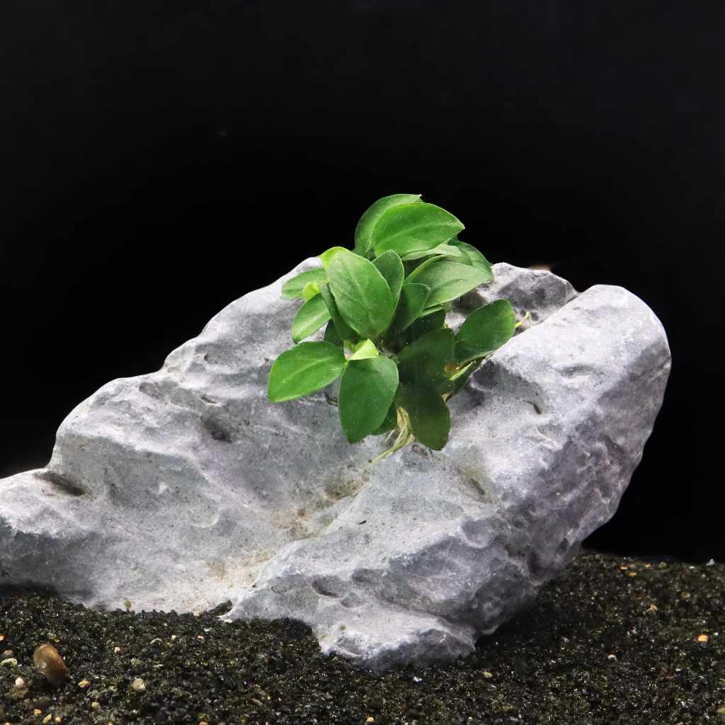 Anubias Nana Petite Aquatic Plant for Aquariums