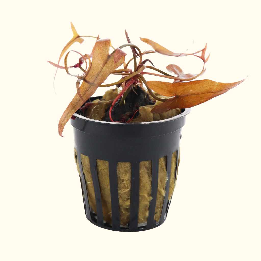 Red Dwarf Lily Bulb for Aquariums