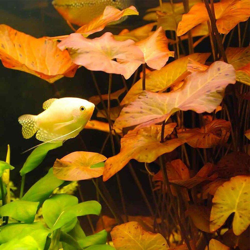 Red Dwarf Lily Bulb for Aquariums