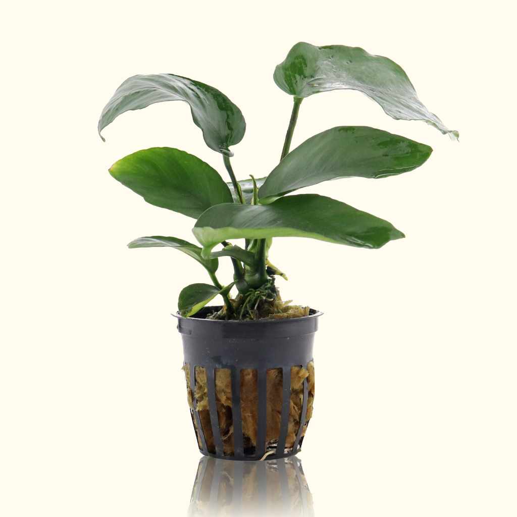 Anubias Barteri Live Aquarium Plant for Tanks