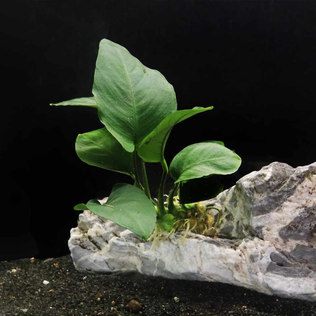 Anubias Barteri Live Aquarium Plant for Tanks