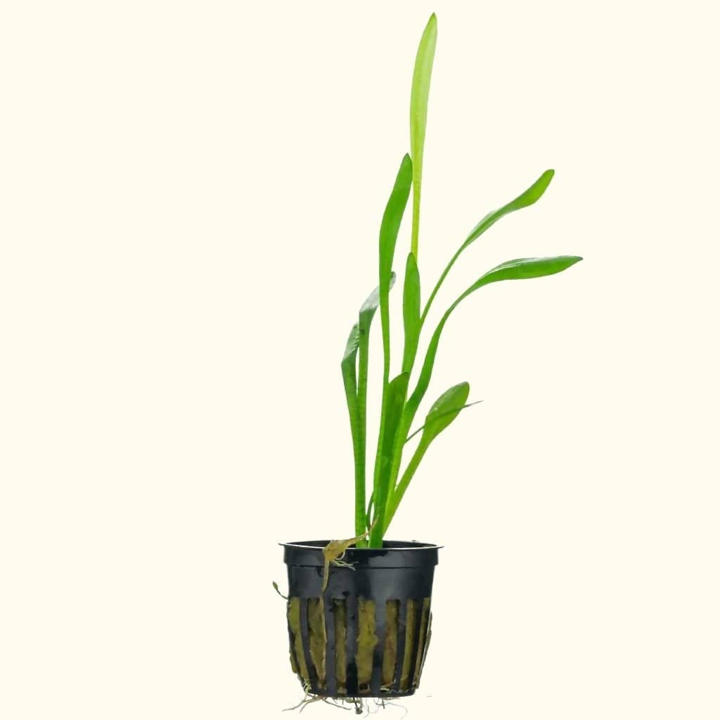 Dwarf Sagittaria Aquarium Plant