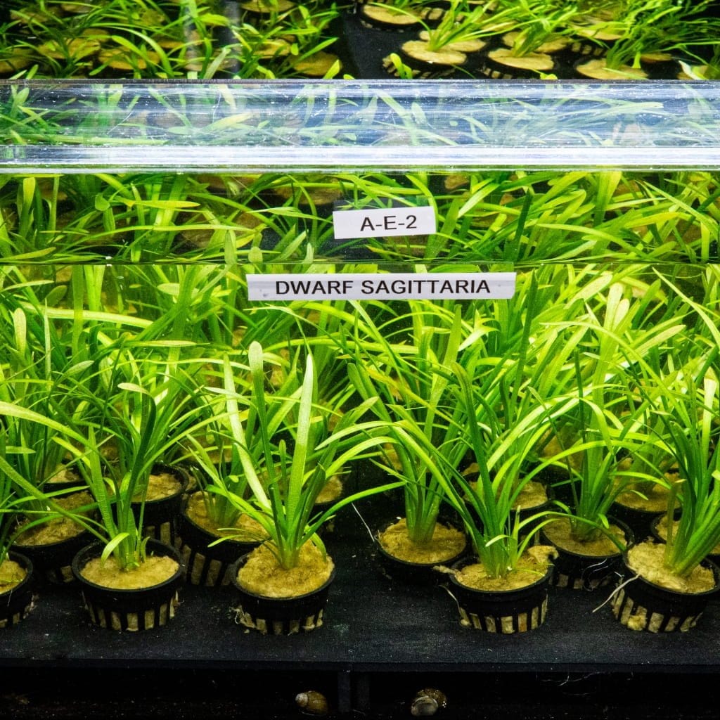 Dwarf Sagittaria Aquarium Plant
