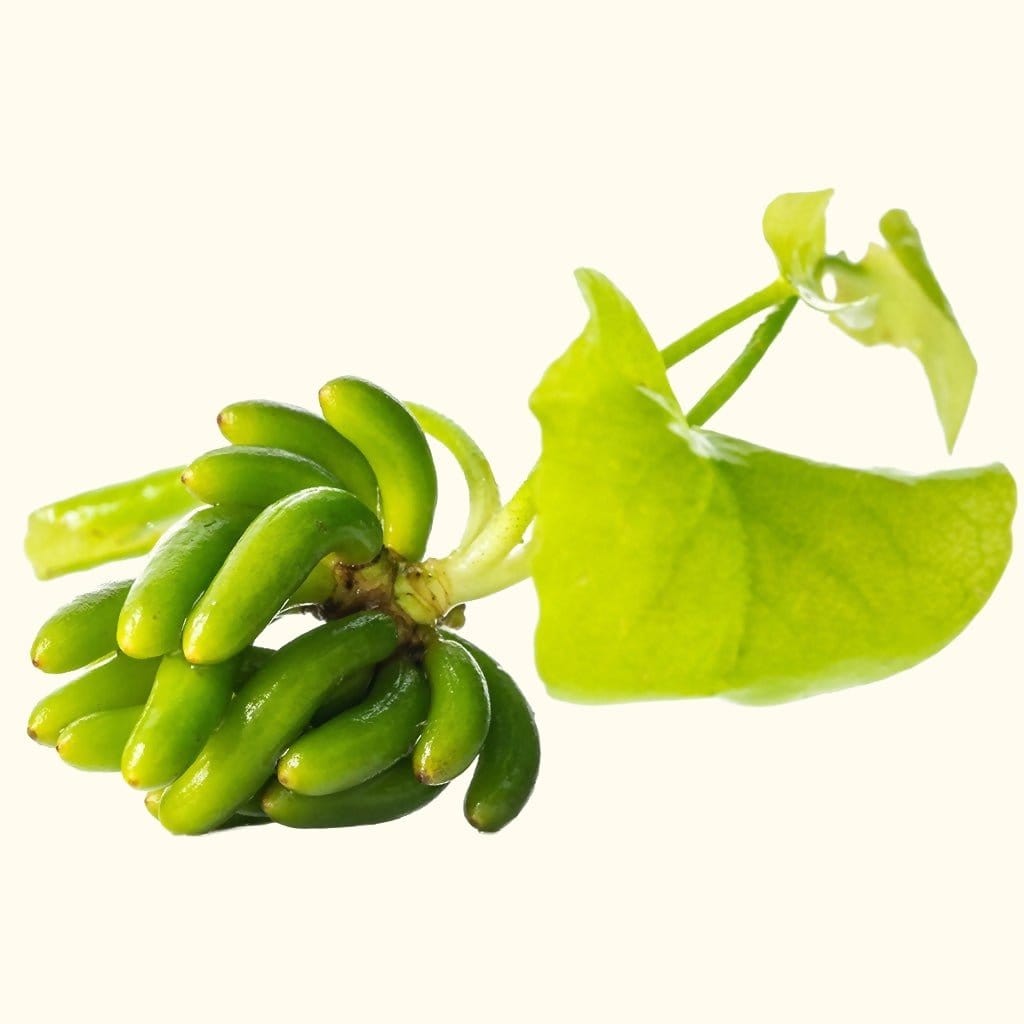 Fresh Banana Plant for Home Gardening