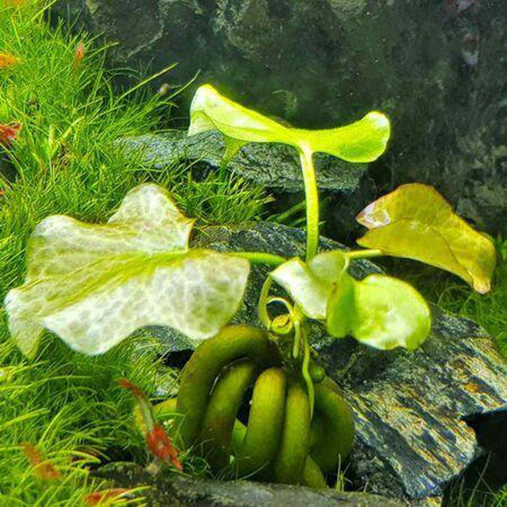 Fresh Banana Plant for Home Gardening