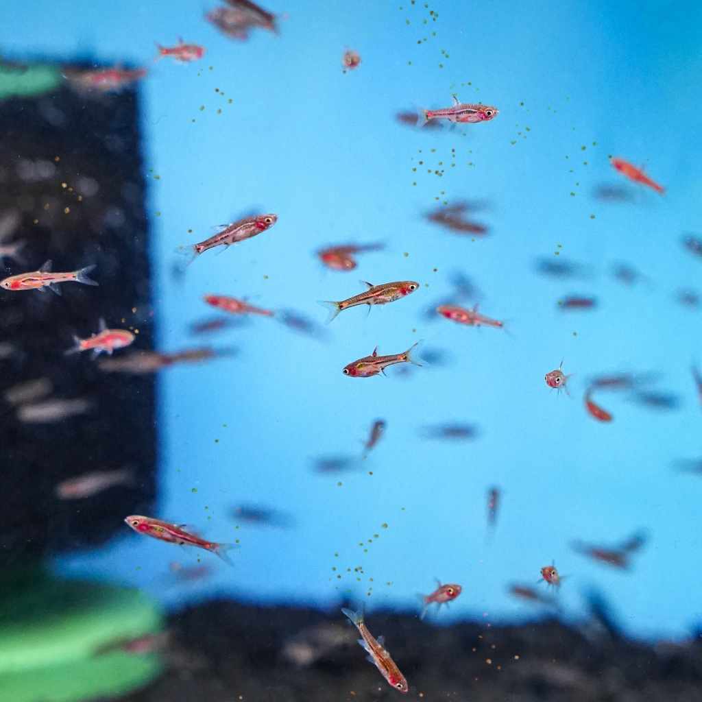Xtreme Nano Pellets for High-Performance Feeding