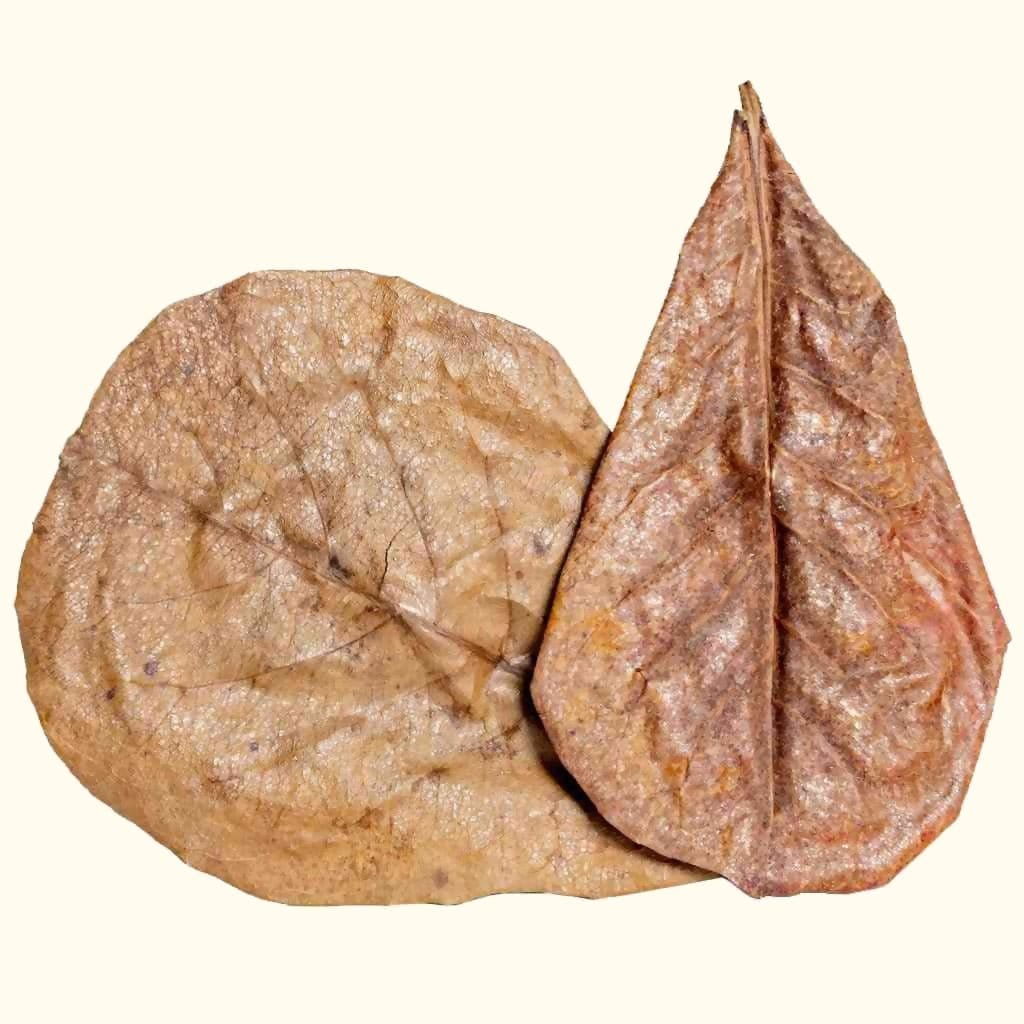 Natural Catappa Leaves for Aquariums (20-Pack)