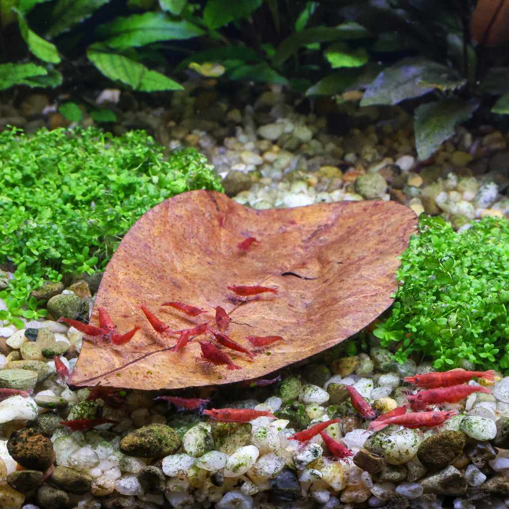 Natural Catappa Leaves for Aquariums (20-Pack)