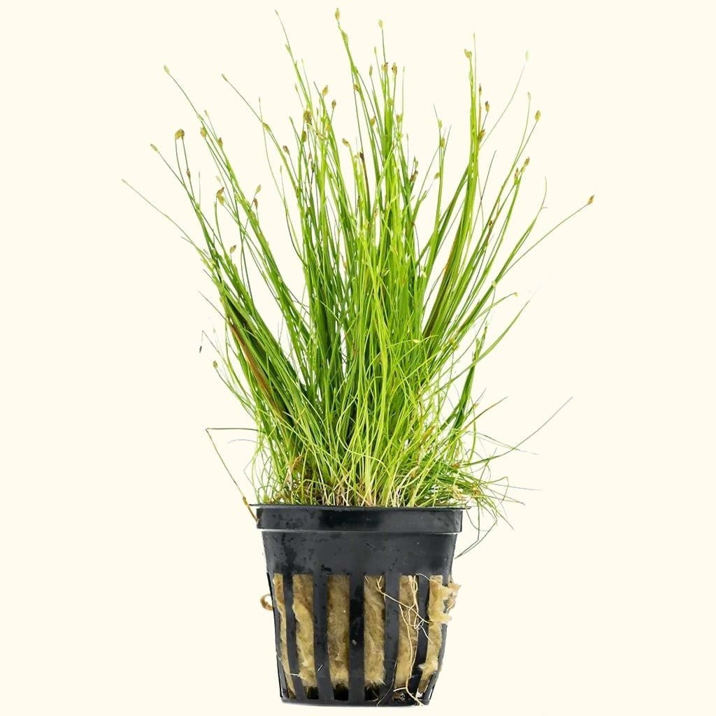 Dwarf Hairgrass for Aquascaping