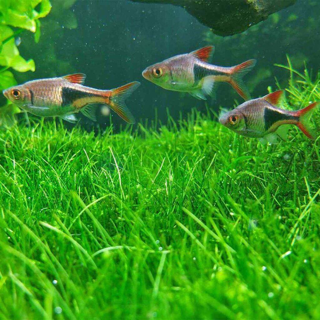 Dwarf Hairgrass for Aquascaping