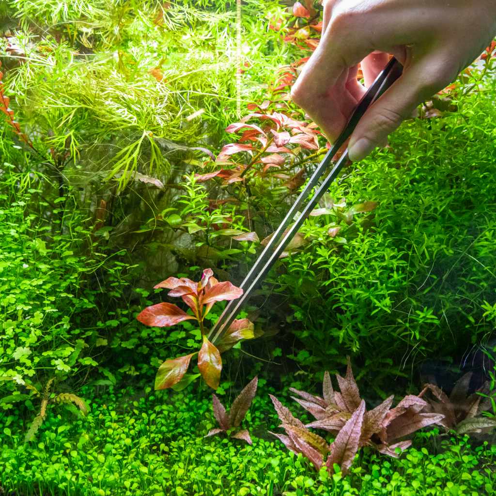 Precision Planting Tweezers for Gardening